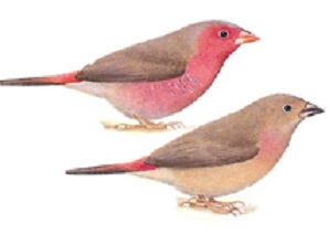photograph of a Bar-breasted Firefinch
