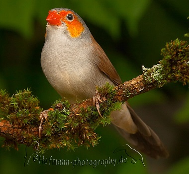 Picture of an orange-cheeked waxbill on a branch