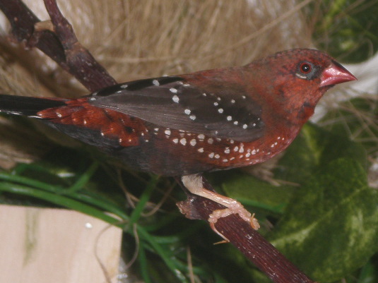 photograph of a Red Avadavat