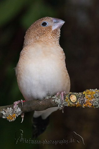 photograph of an African Silverbill