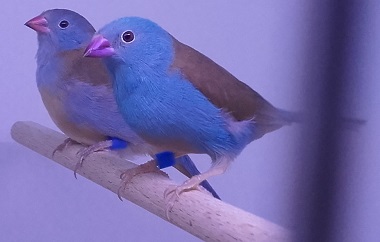 photograph of a blue-capped waxbill