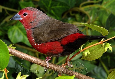 photograph of a Blue-billed Firefinch