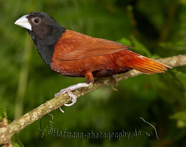 photograph of a Black-headed Nun