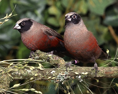 photograph of a Black-cheeked Waxbill