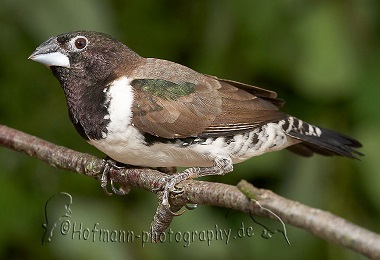 photograph of a Bronze-winged Mannikin