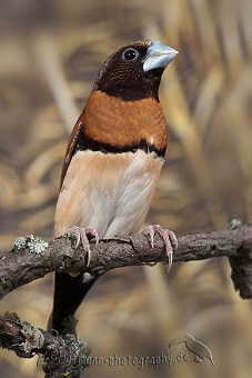 photograph of a chestnut-breasted finch