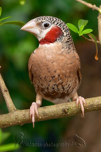 photograph of a Cut-throat Finch
