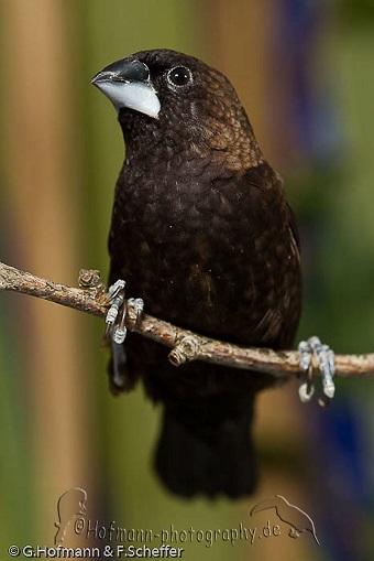 photograph of a Dusky Mannikin