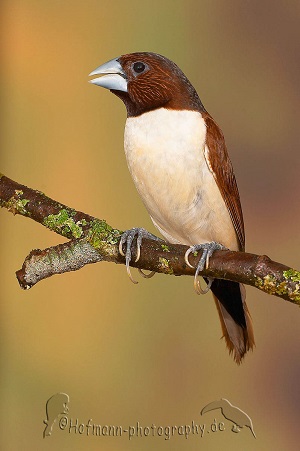 photograph of a Five-coloured Mannikin