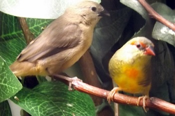 photograph of a cock gold-breasted waxbill and chick