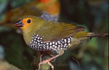 photograph of a Green Twinspot, latin name Mandingoa nitidula chubbi (hen bird)