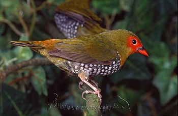 photograph of a Green Twinspot, latin name Mandingoa nitidula chubbi (cock bird)