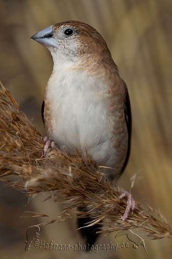 photograph of an Indian Silverbill