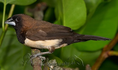 photograph of a Javan Mannikin