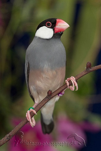 photograph of a Java Sparrow