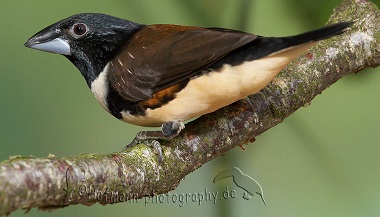 photograph of an Magpie Mannikin