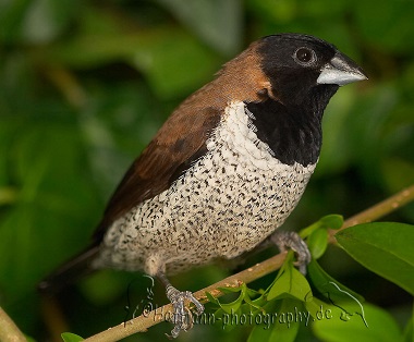 photograph of a Moluccan Mannikin