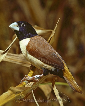 photograph of a New Britain Mannikin