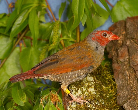 photograph of a Orange-winged Pytilia