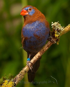 photograph of a Purple Grenadier