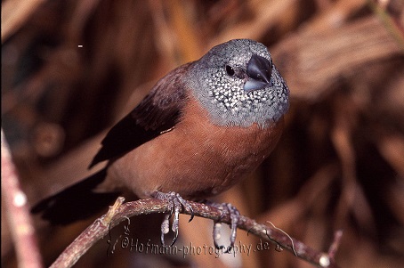 photograph of a Pearl-headed Silverbill