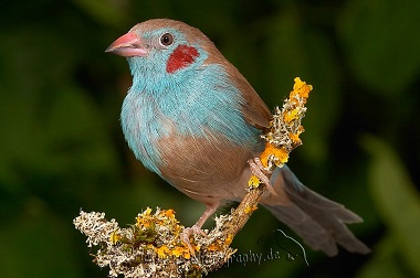 Picture of red-cheeked cordon bleu on a twig