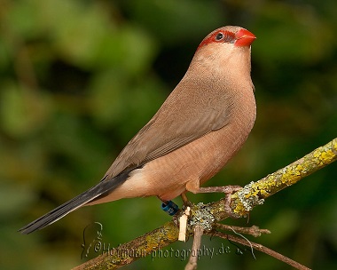 photograph of a Red-eared Waxbill