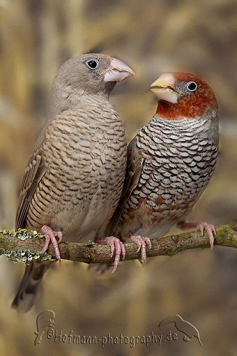 photograph of a Red-headed Finch