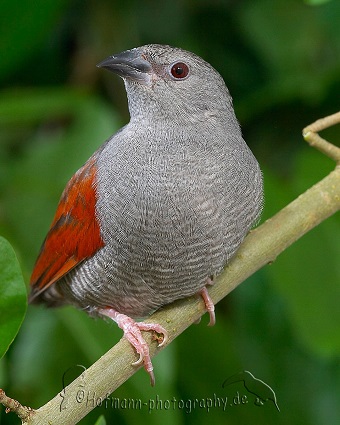 photograph of a Red-winged Pytilia (cock bird)