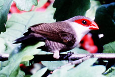 Picture of St Helena waxbill among the leaves