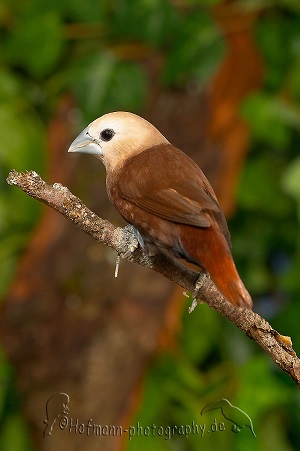 photograph of a white-headed nun