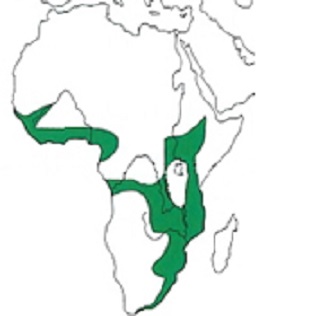 Map showing distribution of the species