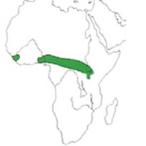 Map showing distribution of the species